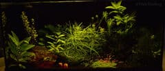 Inred ditt räk-akvarium