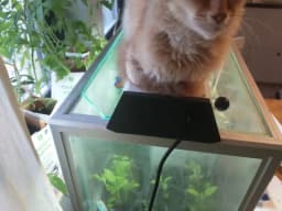 Katter och akvarium